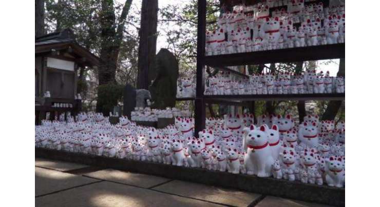 جاپان کا انوکھا مندر، جہاں  خوش قسمت بلیوں کے ایک ہزار مجسمے مہمانوں کا استقبال کرتے ہیں