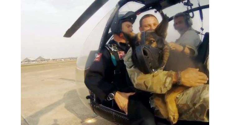گینیز بک آف ورلڈ ریکارڈ ہولڈر دنیا کا پہلا کتا جو سکائی ڈائیونگ کرتا ہے۔