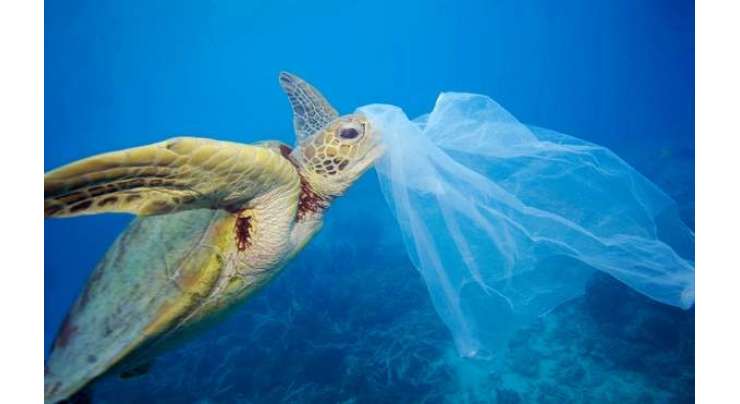 2050 تک سمندر میں مچھلیوں سے زیادہ پلاسٹک ہوگا