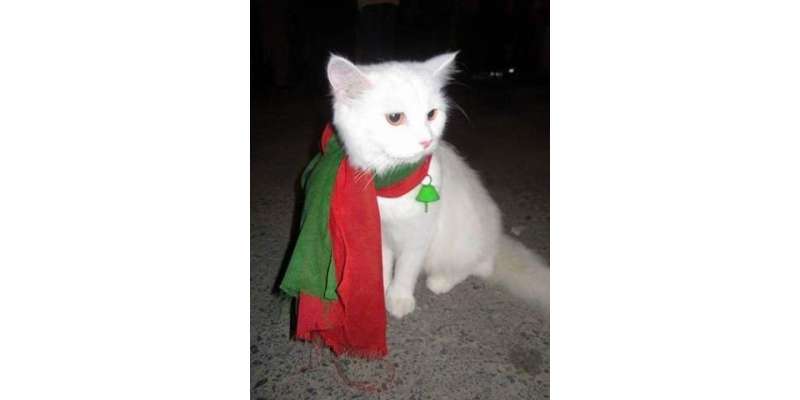 فیصل آباد ٗپولیس نے پی ٹی آئی کی خاتون کارکن امتیاز آصف کی بلی اغواء ..