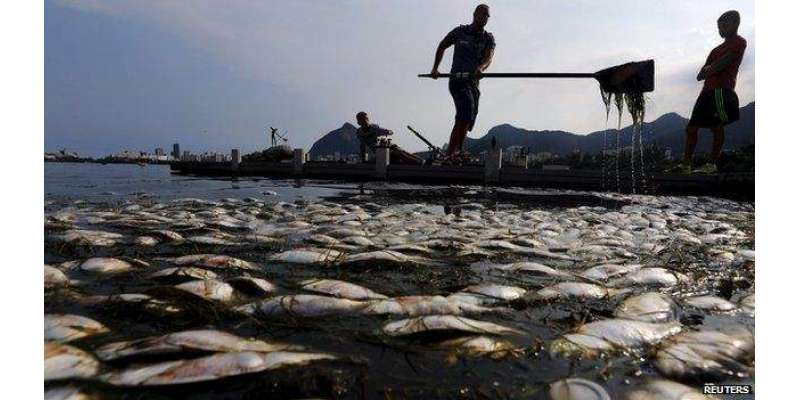 برازیل میں ہزاروں مردہ مچھلیاں سمندر کے ساحل پر آ گئیں، اولمپک مقابلوں ..