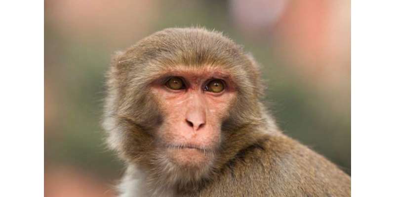 بندر کے سر کی تبدیلی حقیقت ہے۔ سرجن کا دعویٰ
