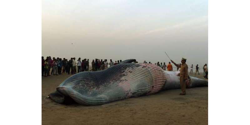 بڑی وہیل مچھلی نے  ممبئی کے ساحل پر سب کی توجہ حاصل کر لی