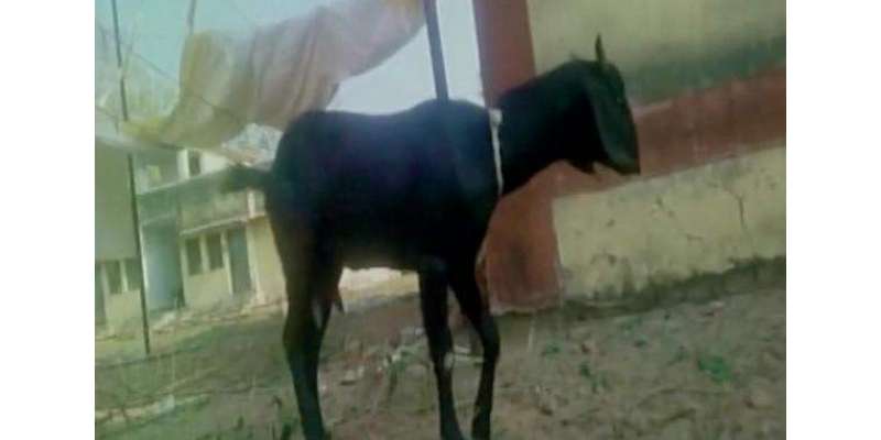بھارتی پولیس نے گرفتار بکری کو ضمانت پر رہا کردیا