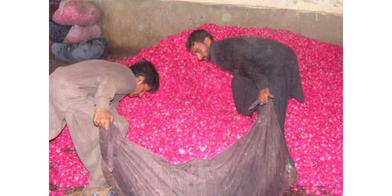پاکستان میں پھولوں کی خرید و فروخت کی سب سے بڑی منڈی گہلن پلاٹ‘تحصیل ..