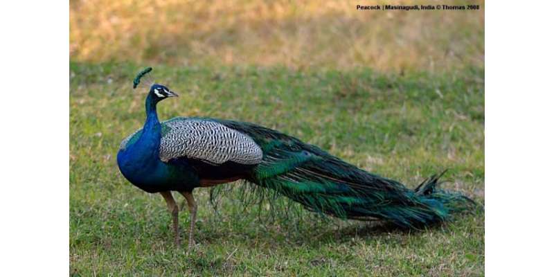 بھارت: قومی پرندے مور کو نقصان دہ قرار دینے کی تجویز