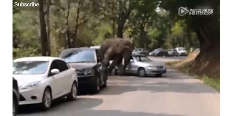 چین کے ایک صوبے میں‌وحشی ہاتھی گھُس آیا۔ متعدد گاڑیوں کو نقصان