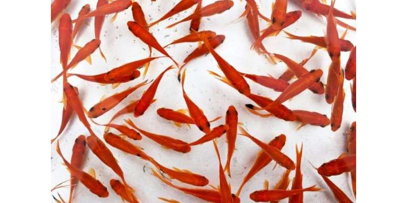 جاپان : ظالم ماں نے بیٹی کو 30 سے زائد سنہری مچھلیاں کھلادیں