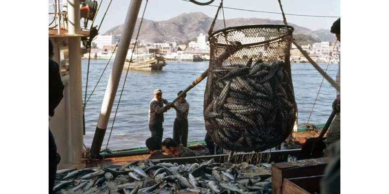 انڈونیشیا، مچھلیوں کا غیر قانونی شکار کرنے کی انوکھی سزا ، کشتی کو ..