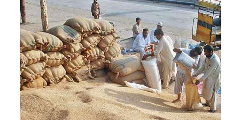 محکمہ خوراک نے پنجاب میں گندم کی خریداری کے لئے 376مراکزقائم کرنے کی ..
