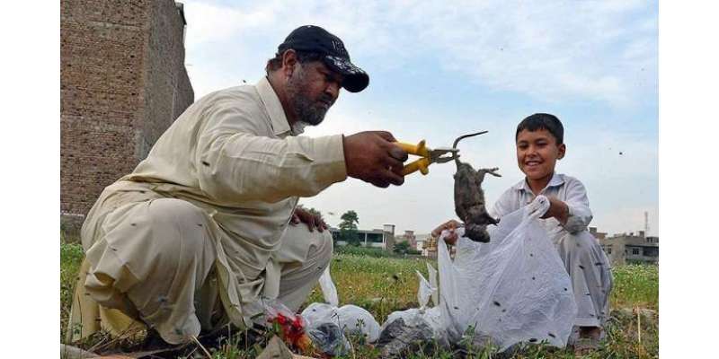 پشاور میں چوہوں کے سرکی قیمت مقرر