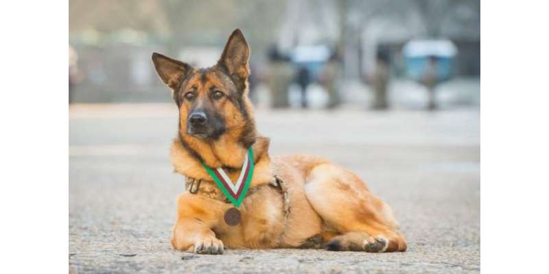 افغانستان میں ٹانگ گنوانے والے کتے کے لیے اعلیٰ ترین اعزاز