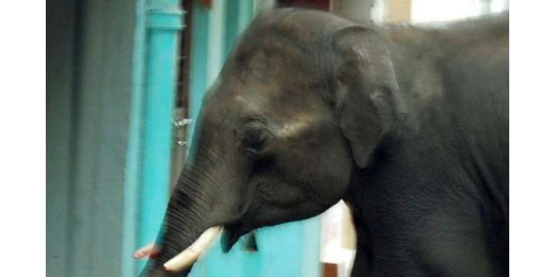 بھارت ٗ بدمست ہاتھیوں نے حملہ کر کے ایک ہی خاندان کے 5 افراد کو ہلاک ..