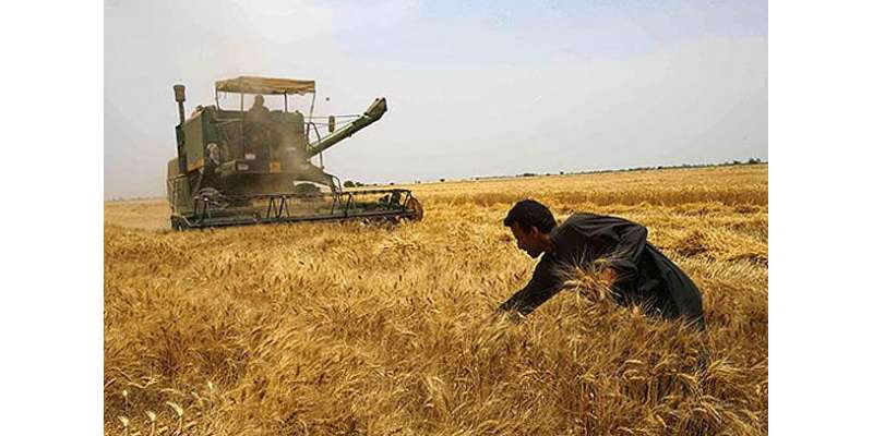 پنجاب بھر گندم خریداری مہم کا آغا ز ہوگیا،فی من قیمت1300 روپے مقرر