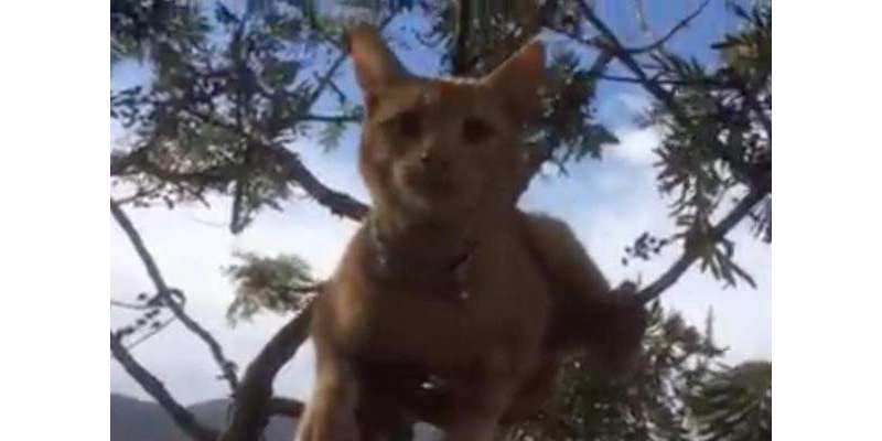خاتون نے درخت پر چڑھی بلی کو اتارنے کے لیے کراؤڈ فنڈنگ ویب سائٹ کی مدد ..