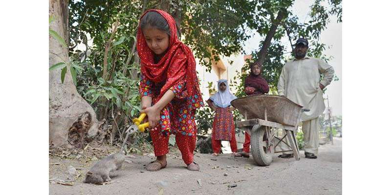 پشاور ‘ چوہوں کے کاٹنے بعد بندر ، کتے و بلیاں بھی شہریوں کو کاٹنے لگے