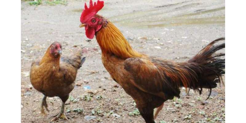 الحفوف: مرغے اور مرغیوں کو شور مچانے پر جیل کی ہواکھانا پڑ گئی،