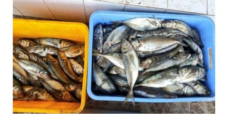 عمان: میونسیپیلٹی نے 408کلو گرام خراب مچھلی ضبط کر لی