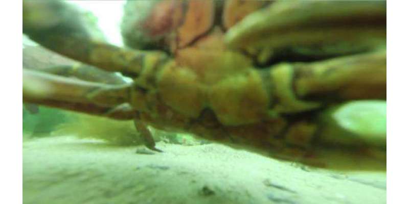 کیکڑوں نے زیر آب گوپرو کیمرہ  پا کر زبردست سیلفیاں لیں اور ویڈیو بنائیں