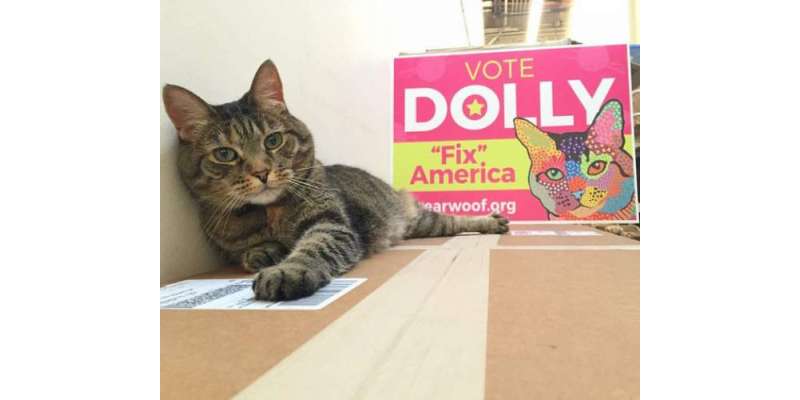 ڈولی۔ امریکی انتخابات میں حصہ لینے والی واحد  بلی