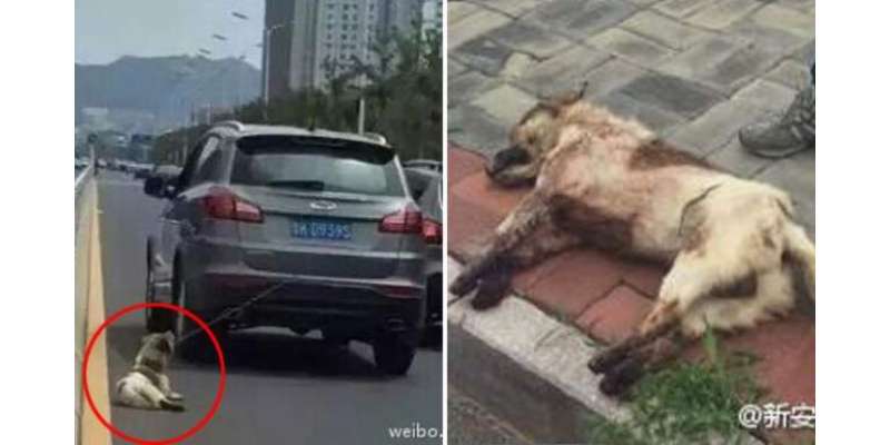 چینی شہری کوگاڑی کے پیچھے کتا باندھ کر سٹرکوں پردوڑانا مہنگا پڑ گیا