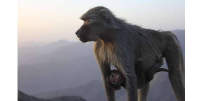 عسیر: سعودی شہری بندروں کی وجہ سے مشکل میں پھنس گیا
