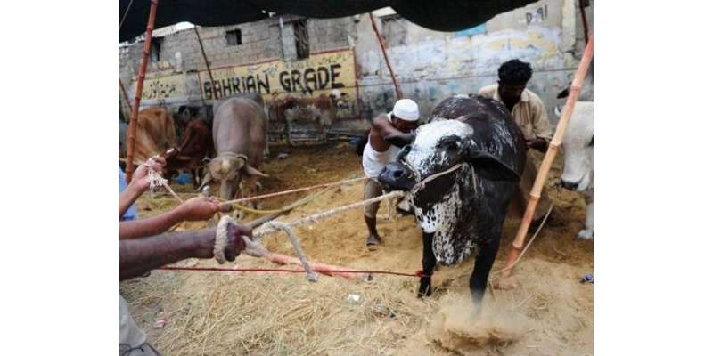 پنجاب بھر میں عید الاضحی کے موقع پر سری پائے بازاروں میں بھوننے اور ..