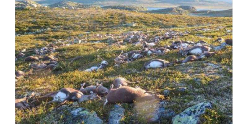 ناروے میں آسمانی بجلی گرنے سے 323قطبی ہرن ہلاک،محکمہ جنگلا ت کا اظہار ..