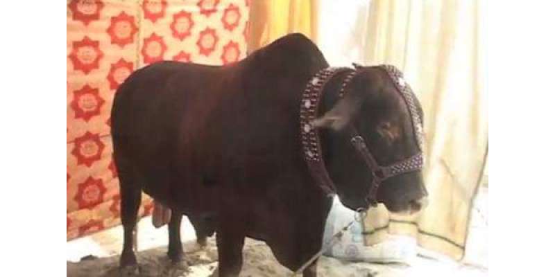 عید الاضحی کی آمد ، فیصل آباد کی مویشی منڈی میں 40 من وزنی شیرو سب کی ..