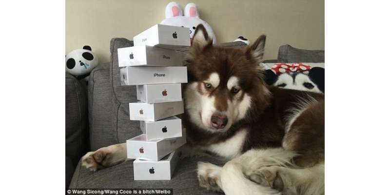 چین کے سب سے امیر ترین شخص کے بیٹے نے اپنے کتے کے لیے 8 عدد آئی فون 7 خرید ..