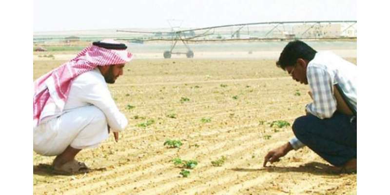 جدہ: عرب ممالک کا 90 فیصد رقبہ ناقابلِ کاشت ہے : زرعی ماہرین