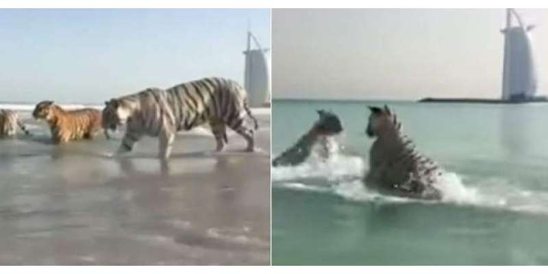 دبئی: برج ا لعرب کے پاس تین بڑے چیتوں کے آزادانہ گھومنے والی ویڈیو کی ..