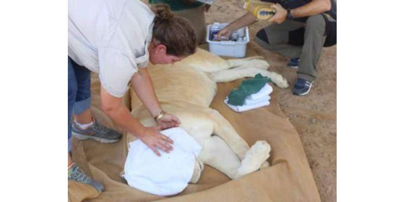 شارجہ: انوائرنمنٹ اتھارٹی نے ایک اماراتی گھر سے چار شیر برآمد کر لیے