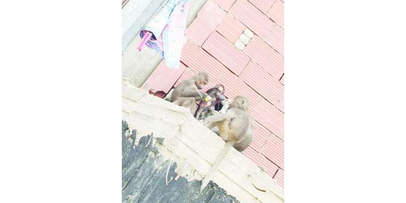 مکہ:النور ضلع کے رہائشی بندروں کی وجہ سے پریشان