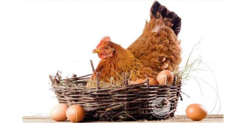 برائلر گوشت و انڈوں کی قیمتیں