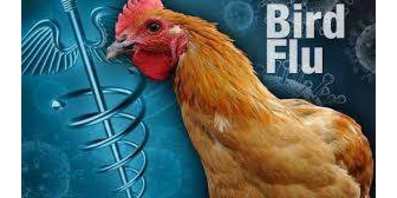 جنوبی کوریا ، برڈ فلو کی وبا کو پھیلنے سے روکنے کے لئے 44 لاکھ پرندے تلف