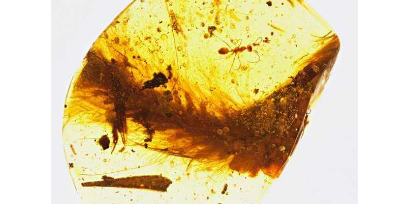 سائنسدانوں نے 10 کروڑ سال پرانے ڈائنا سار کے پروں والی دم دریافت کرلی