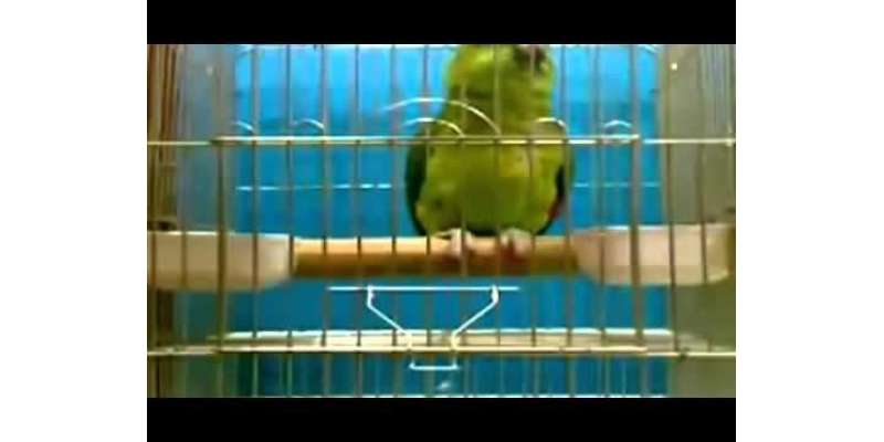 سبحان اللہ ! طوطے کی خوبصورت تلاوت کی ویڈیو نے سوش میڈیا پر دھوم مچا ..