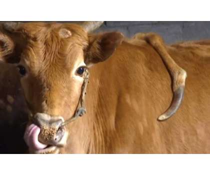 پانچ ٹانگوں والی گائے چینی سوشل میڈیا پر وائرل ہوگئی