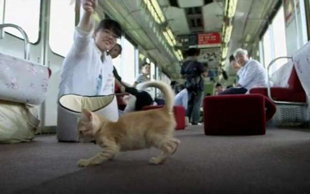 ایک کیفے نے ریلوے کے ساتھ مل کر جاپان کا پہلا بلیوں کا ٹرین کیفے شروع ..