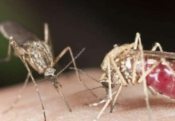 پاکستان سمیت دنیا بھر میں مچھروں کی اقسام کی تعداد 3500سے تجاوز کر گئی،ماہرین ..