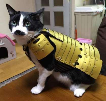 جاپانی کمپنی نے کتوں اور بلیوں کے لیے سامورائی زرہیں بنانا شروع کر ..