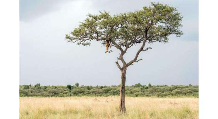 اس تصویر میں درخت پر ایک چیتا چھپا ہوا ہے۔ کیا آپ اس کی نشاندہی کر سکتےہیں؟
