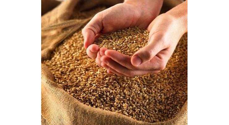 محکمہ خوراک پنجاب نے کاشتکاروں سی29لاکھ میٹر ک ٹن سے زائد گندم خرید ی لی