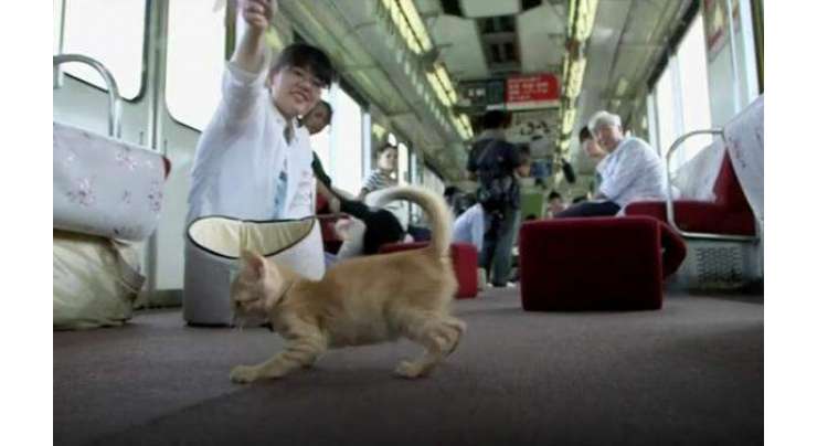 ایک کیفے نے ریلوے کے ساتھ مل کر جاپان کا پہلا بلیوں کا ٹرین کیفے شروع کر دیا