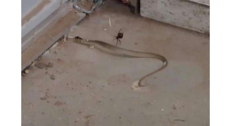 مکڑی کےجال میں پھنس کر اتنا بڑا  سانپ بھی مکڑی کے ہاتھوں مارا گیا