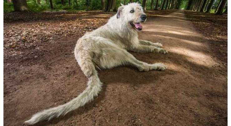 سب سے لمبی دُم کا ورلڈ ریکارڈ بیلجیئم کے کتے کے نام