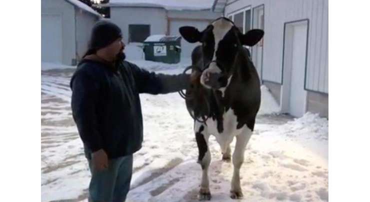 گائے  نے ایک سال میں 77480 پاؤنڈ(35144 کلوگرام) دودھ دےکر نیا ریکارڈ بنا لیا