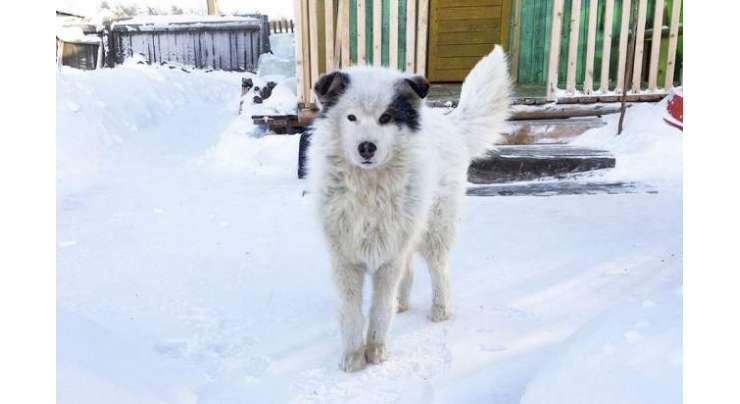ماں بچے کو منفی 21 سینٹی گریڈ کی سردی  میں دو سالہ بچے کو باہر چھوڑ گئی مگر کتے نے اسے دو دن تک گرم رکھ کر زندہ بچا لیا