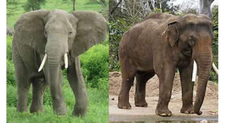 افریقی ،  ایشیائی ہاتھی میں فرق اور ہاتھیوں کے بارے میں چند دلچسپ معلومات